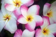 coltivare la plumeria